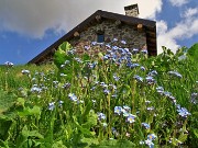 Spettacolo di fiori e marmotte sui sentieri per i Laghetti di Ponteranica – 18magg22  - FOTOGALLERY